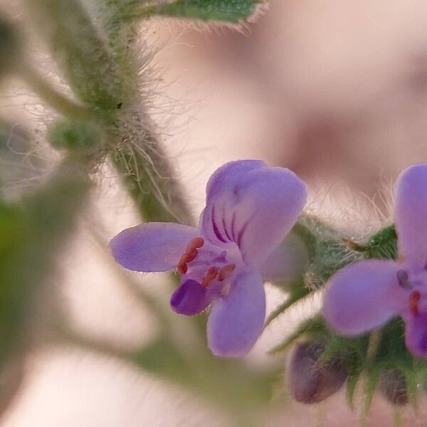 Mesosphaerum suaveolens Õis