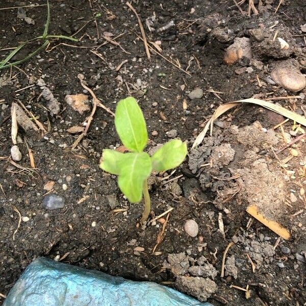 Cucumis sativus Blatt