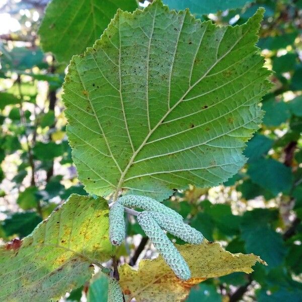 Corylus avellana Alia