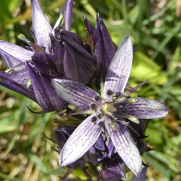 Swertia perennis Blomst