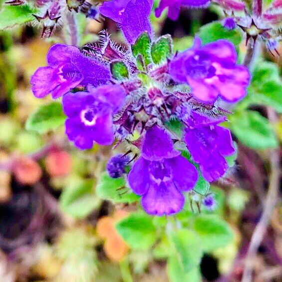 Clinopodium alpinum Цвят