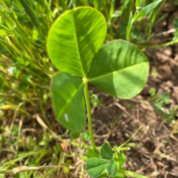 Trifolium spumosum Frunză