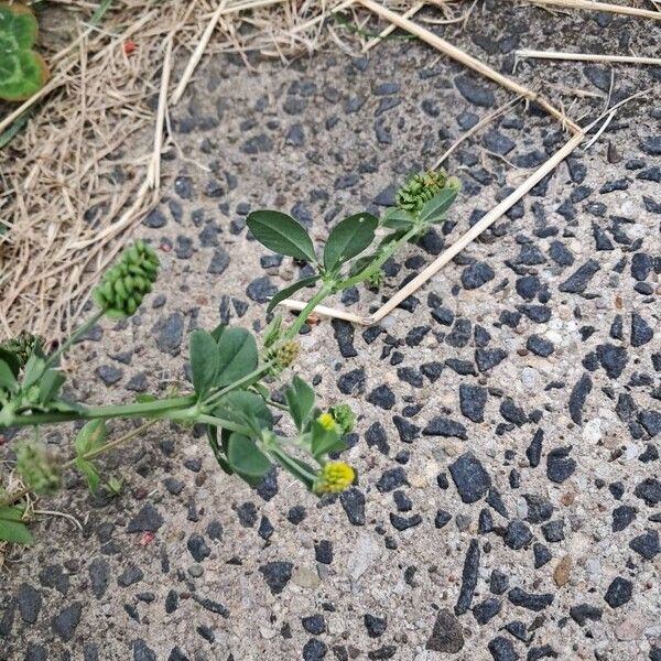 Medicago lupulina Lorea