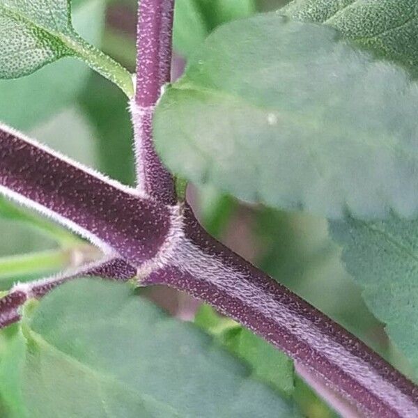 Salvia microphylla Кара