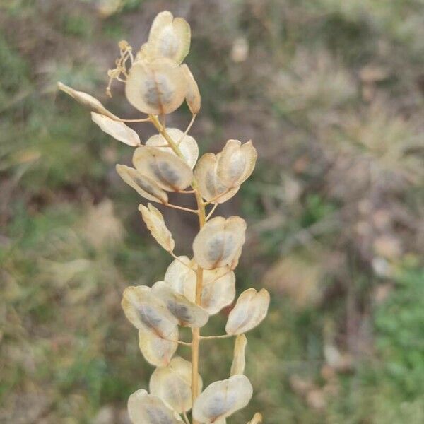 Thlaspi arvense Fruit