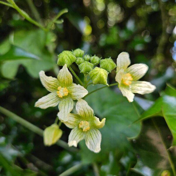 Bryonia alba Blomma