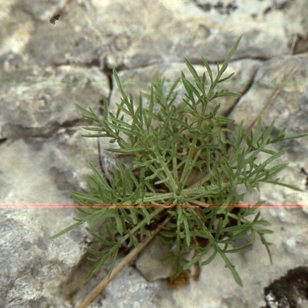 Centaurea corymbosa Hoja