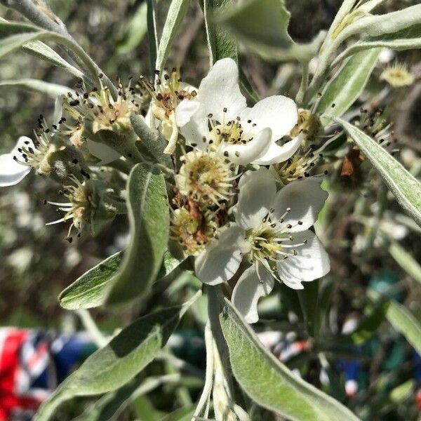 Pyrus salicifolia Õis