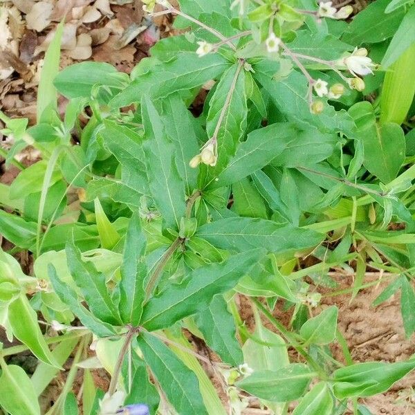 Lycium barbarum Leaf