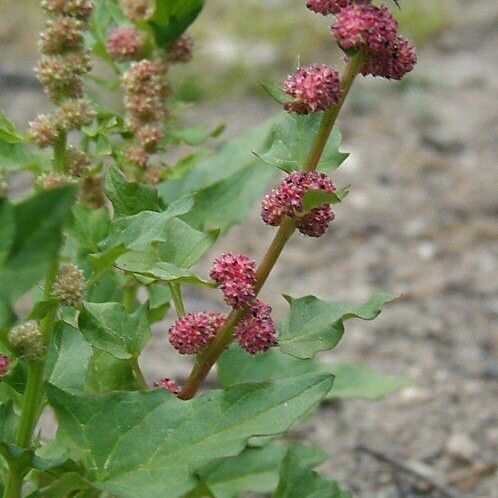 Chenopodium capitatum Habit