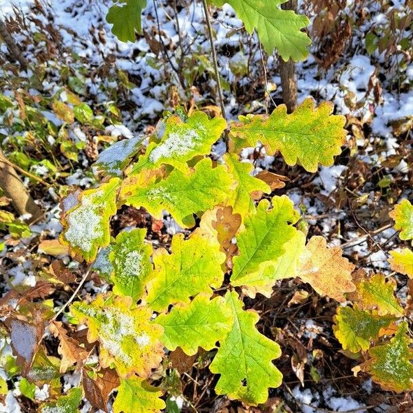 Quercus macrocarpa Levél