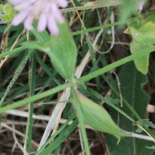 Knautia integrifolia List