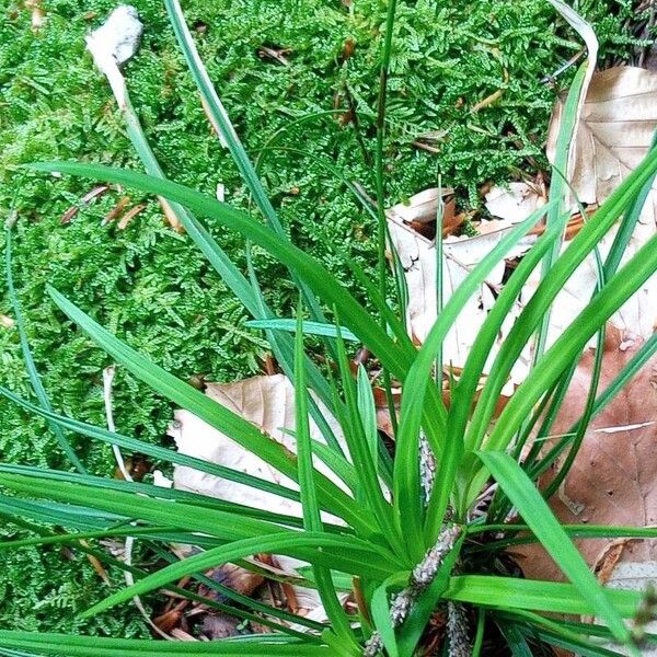 Carex digitata List