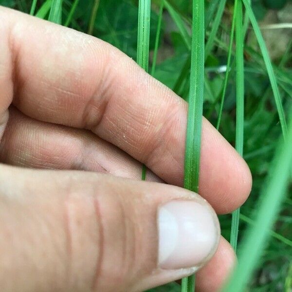 Carex leersii Лист
