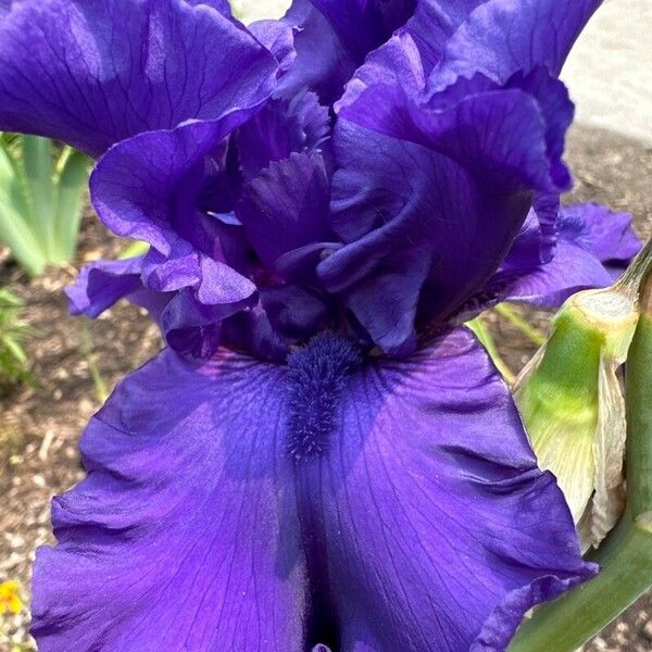 Iris barbatula Flower