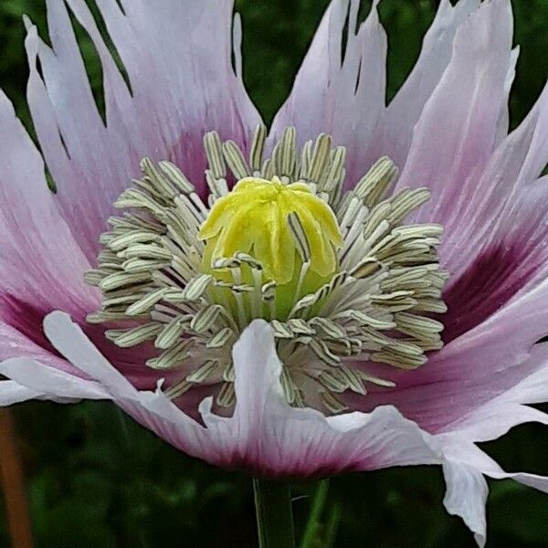 Papaver somniferum Flor