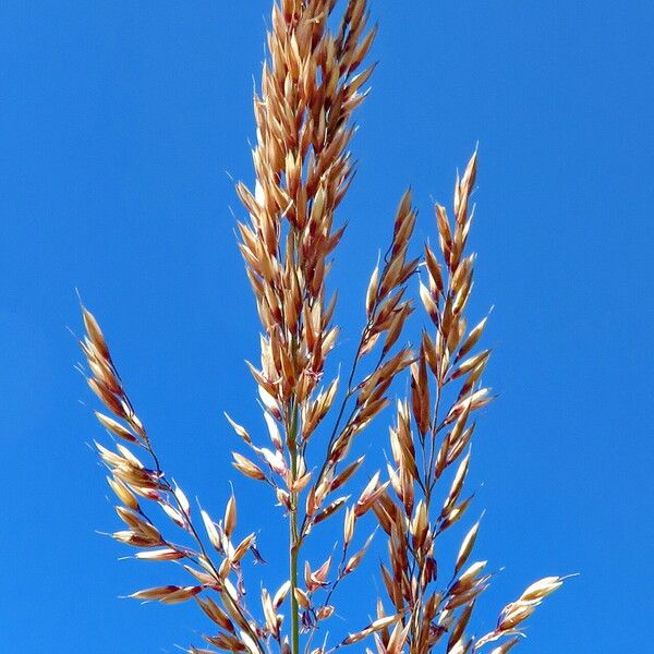 Festuca rubra Lorea