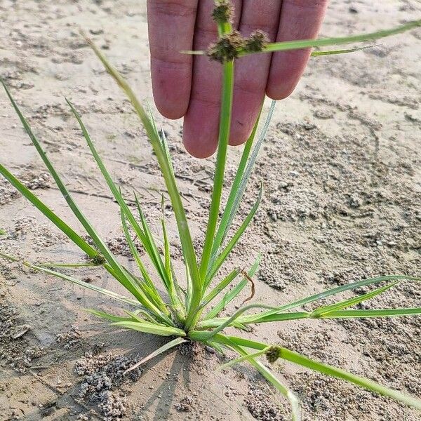 Cyperus difformis Egyéb