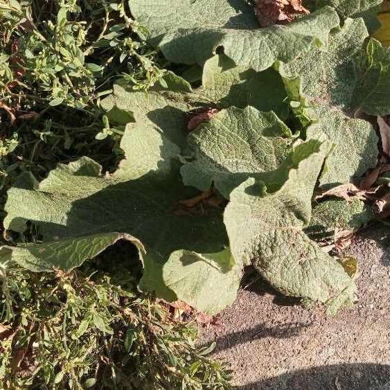 Arctium nemorosum Ліст