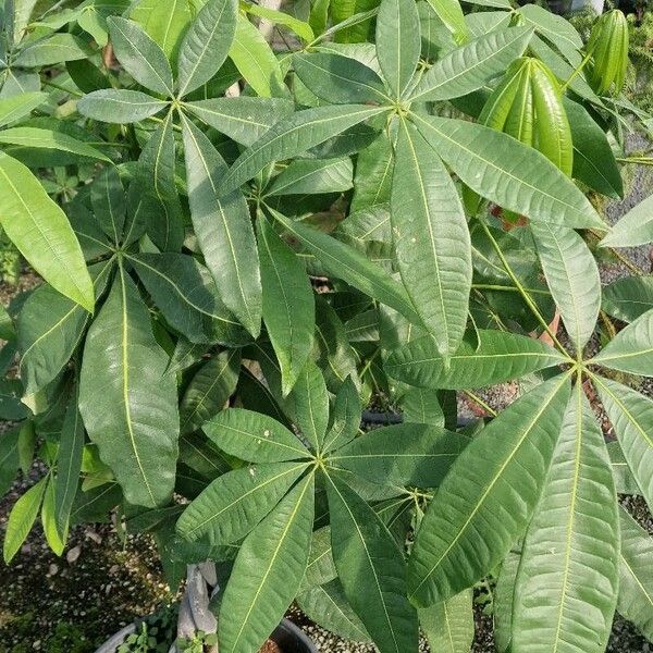 Pachira aquatica Leaf