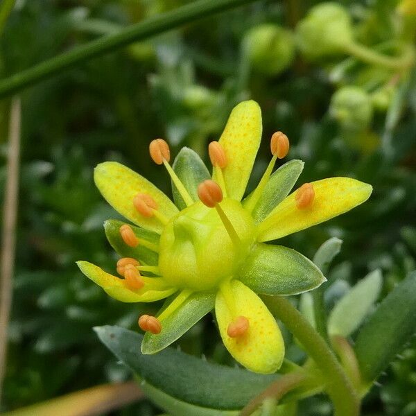 Saxifraga aizoides Kwiat
