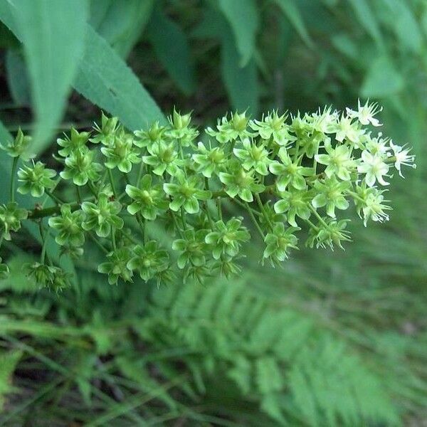 Amianthium muscitoxicum Цвят