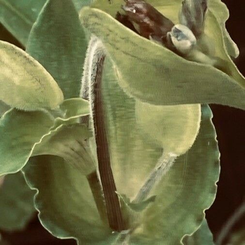 Commelina virginica Leaf