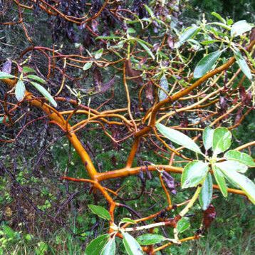 Arbutus menziesii Hábitos