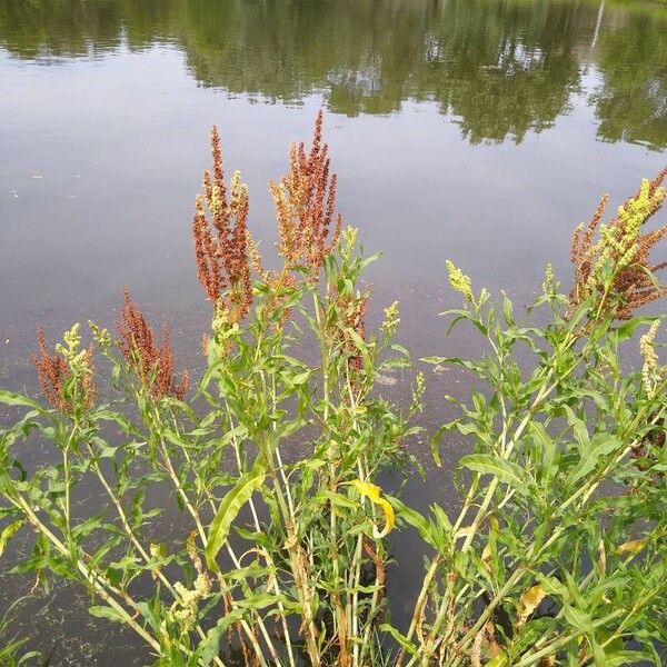 Rumex salicifolius Cvet