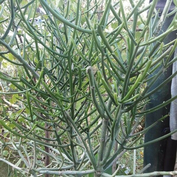 Euphorbia tirucalli Leaf