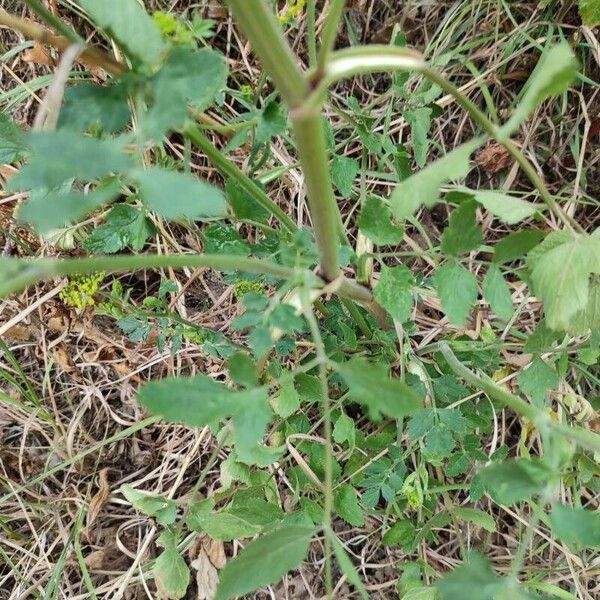 Pastinaca sativa Leaf