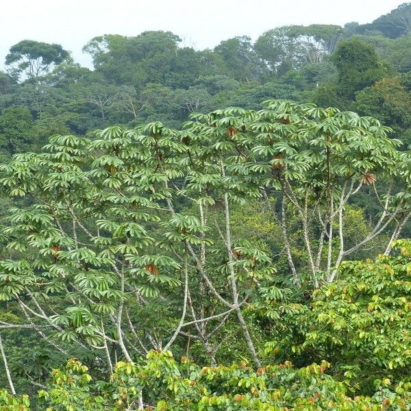 Cecropia peltata পাতা