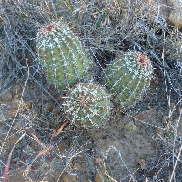 Echinocereus viridiflorus Pokrój