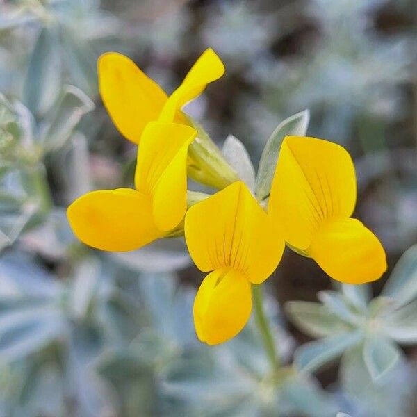 Lotus creticus Fiore