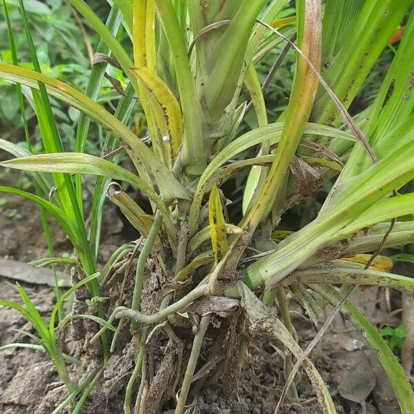 Pandanus amaryllifolius 其他