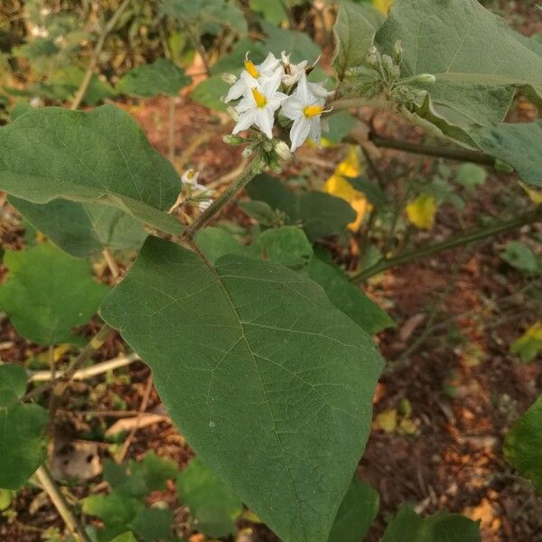 Solanum torvum Folha