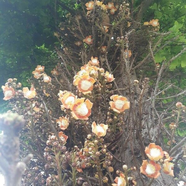 Couroupita guianensis 花