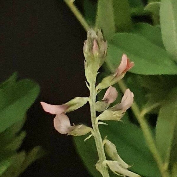 Astragalus atropilosulus Цвят