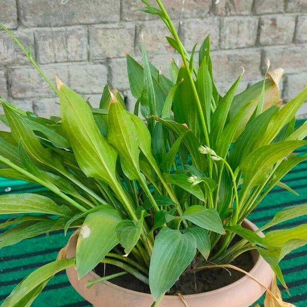 Hosta lancifolia Květ