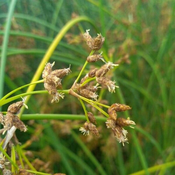 Schoenoplectus lacustris 花