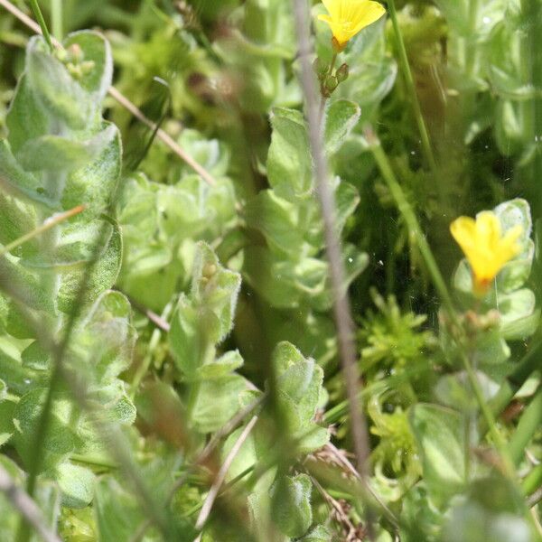 Hypericum elodes Liść