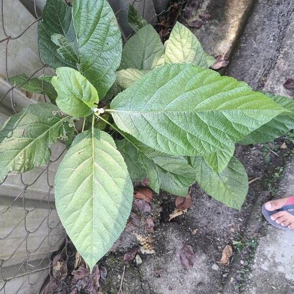 Ficus hispida Blad