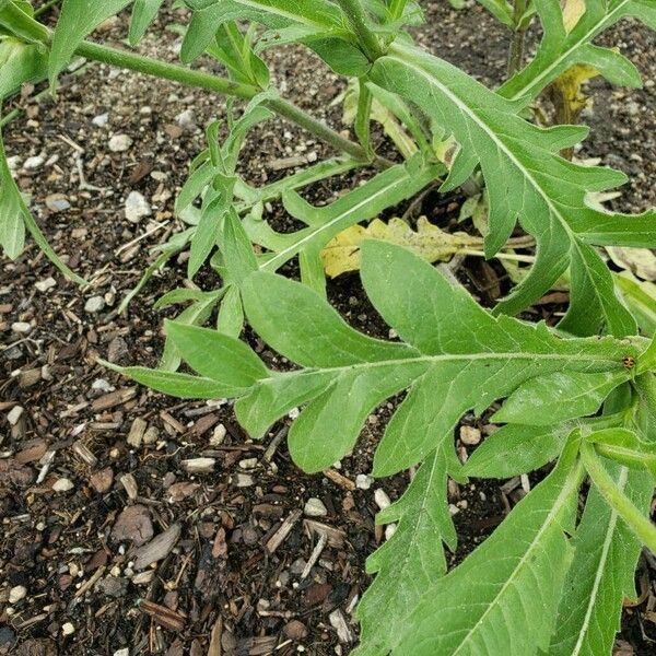 Knautia macedonica Blatt