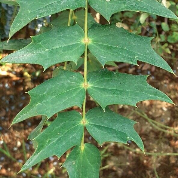 Berberis japonica Hoja