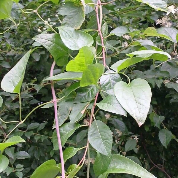 Clematis vitalba Blatt