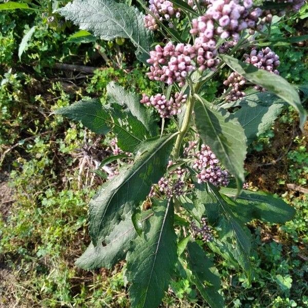 Pluchea camphorata Leaf