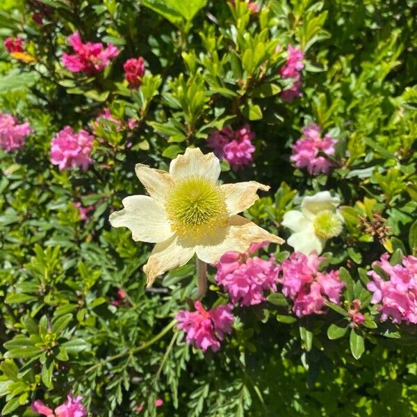 Pulsatilla alpina Flor