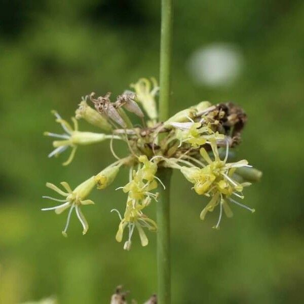 Silene densiflora Fiore