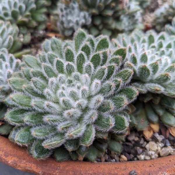 Echeveria setosa Levél