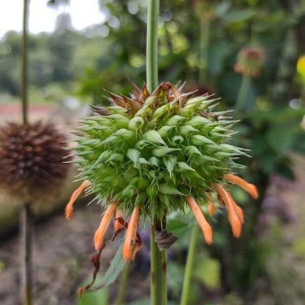 Leonotis nepetifolia फूल